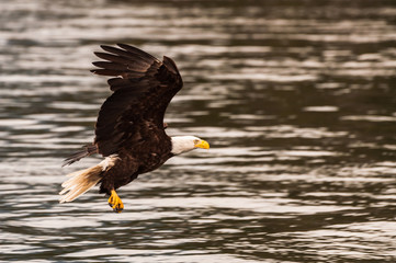 Canada - Bald Eagle in Flight