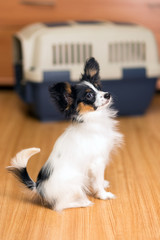 Papillon puppy and travel plastic carrier for pet
