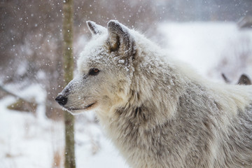 Winter Wolf - 134084324