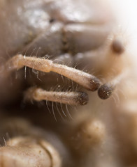 Grasshopper mouth. macro