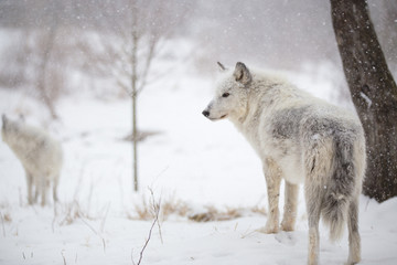Wolves in a Winter Wonderland - 134084349