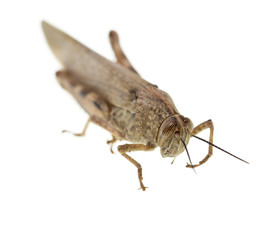 grasshopper on a white background