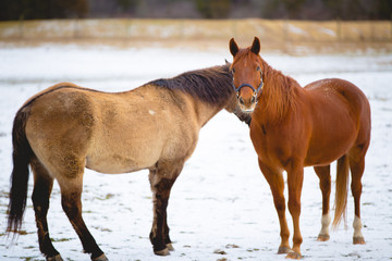 Winter Horses - 134084374