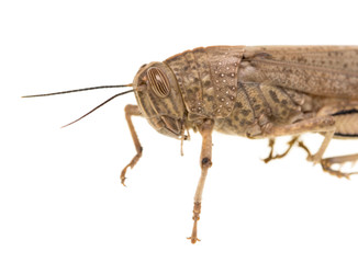 grasshopper on a white background
