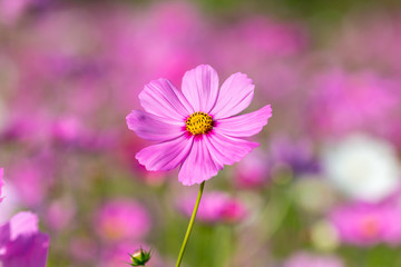 Obraz premium pink cosmos flower blooming in the field