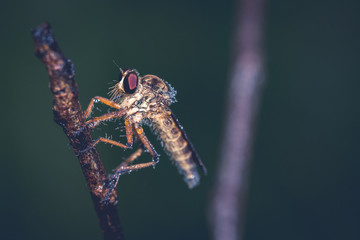 An extreme macro shot of a robber fly