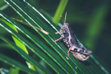 Grasshopper on a green leaf