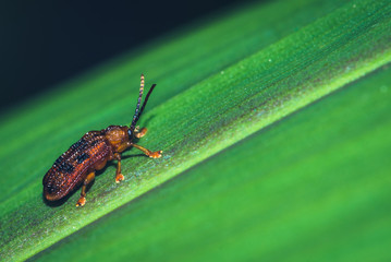 The tiny reddish-brown insects