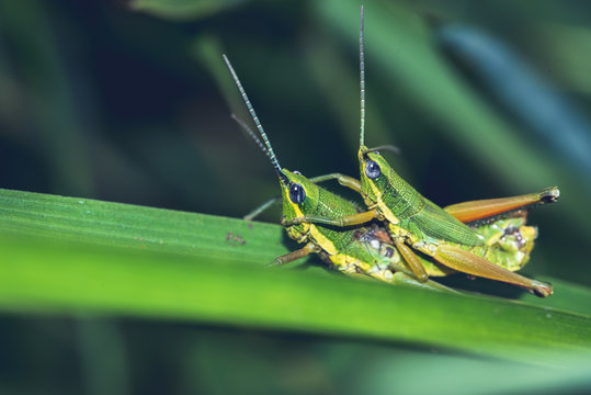 Grasshopper hybridize on a green leaf