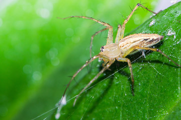 Spider on a green leaf