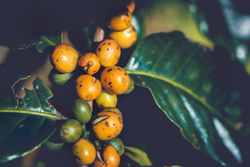 Coffee beans ripening on tree