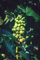 Coffee beans ripening on tree