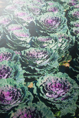 Ornamental cabbage. Flowering cabbage