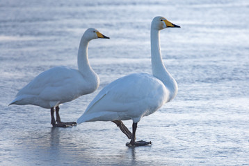 Fototapeta premium Whooper swans (Cygnus cygnus)