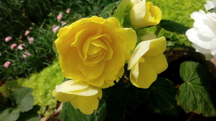 rose