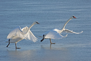 Mute swan (Cygnus olor)