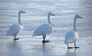 Fototapeta premium Whooper swans (Cygnus cygnus)