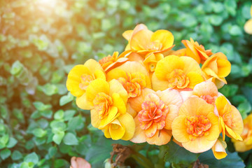 Beautiful flower and green leaf background in garden with sunlight at sunny summer or spring day.