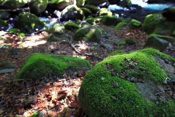 moss