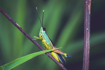 Grasshopper on a green leaf