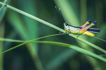 Grasshopper on a green leaf