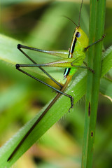 Grasshopper on a green leaf