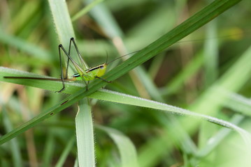 Grasshopper on a green leaf