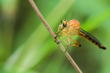 An extreme macro shot of a robber fly