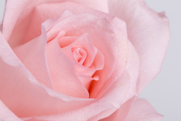 Fototapeta na wymiar Macro of one pink rose on the white background