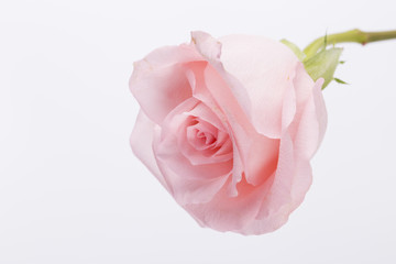 Macro of one pink rose on the white background