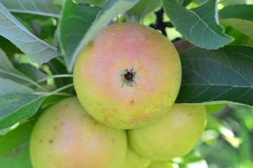 NH Apple Orchard