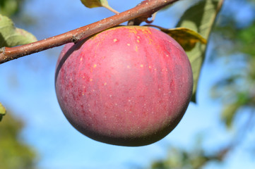 Harvest Fresh Apple
