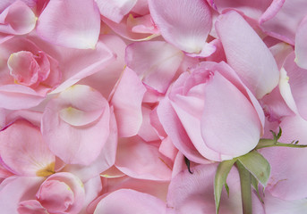 Pink rose on the pink petals background