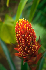 bright yellow-red tropical flower