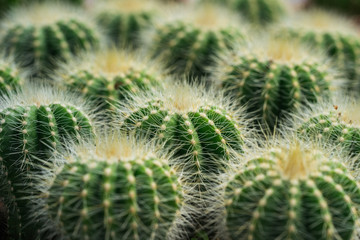 cactuses close up