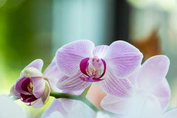 Streaked orchid flowers. Beautiful orchid flowers.