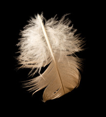 feather on a black background