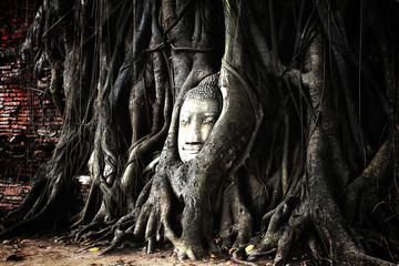 Fototapeta na wymiar Buddha head overgrown by fig tree in Wat Mahathat. 