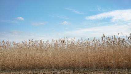 湖畔のすすき野