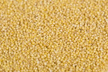 Yellow millet seeds for food background
