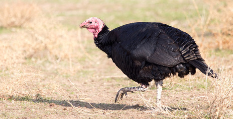 turkey on a farm