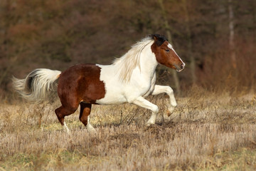 Beautiful pinto horse run  in autumn field