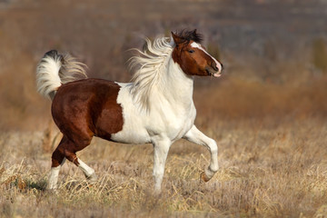 Beautiful pinto horse run  in autumn field