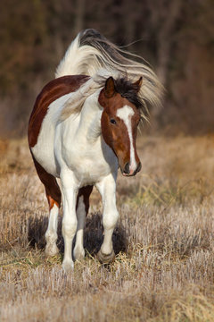 Beautiful pinto horse run  in autumn field