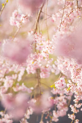 Fototapeta premium cherry blossom