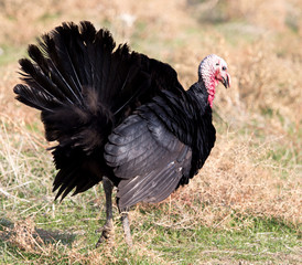 a turkey on a farm outdoors