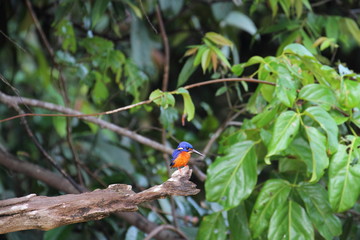 Blue-eared Kingfisher (Alcedo meninting) in Borneo, Malaysia - ルリカワセミ
