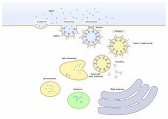 mechanism of endocytosis