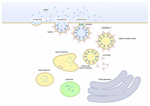 mechanism of endocytosis