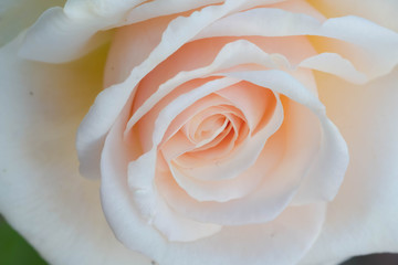 Soft focus of sweet  rose
